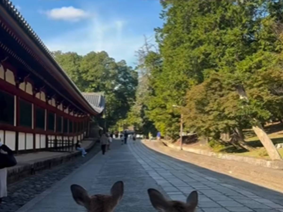 奈良公園とシカの写真