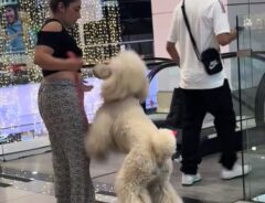 飼い主に抱っこをせがむ大型犬の写真