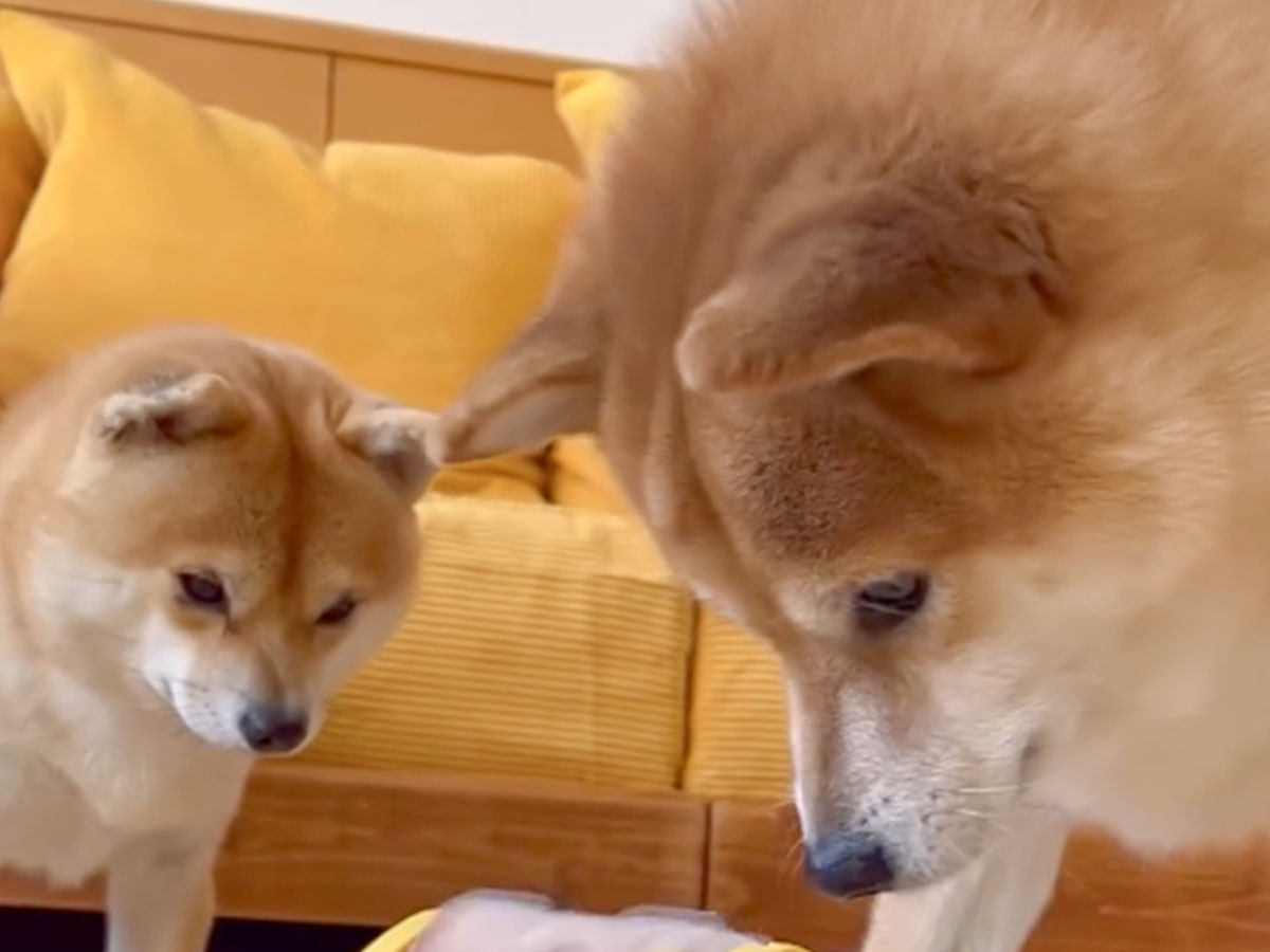 オモチャで遊ぶ犬の写真