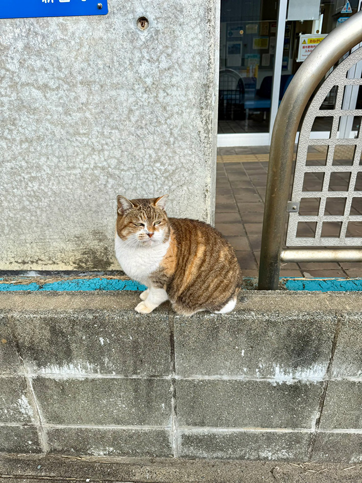 猫の写真