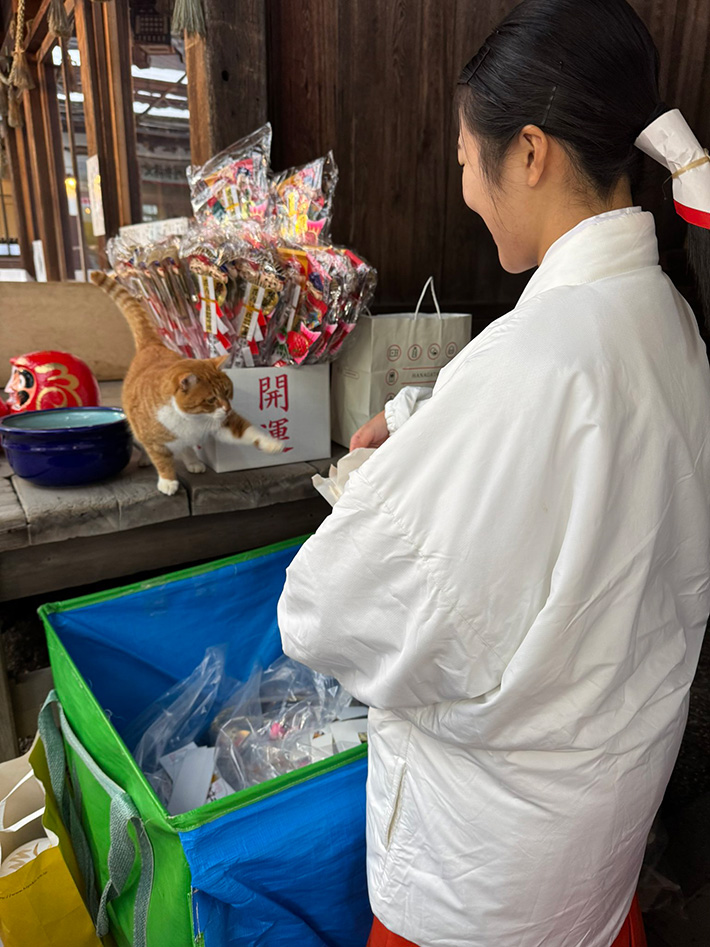 巫女と看板猫