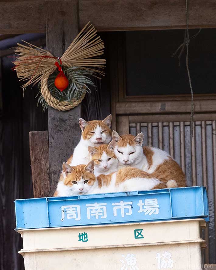 猫の写真