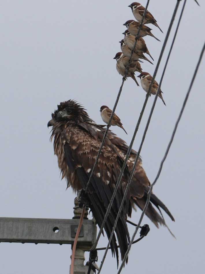 野鳥の写真