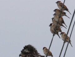 野鳥の写真