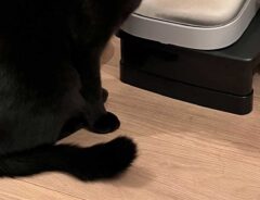 「母さん！ごはんが出ない！」　食べ終えた猫の表情に爆笑！