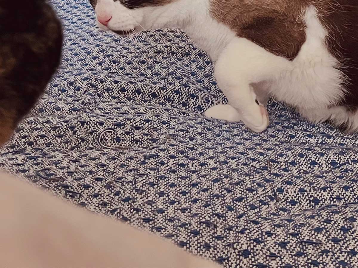 猫の画像