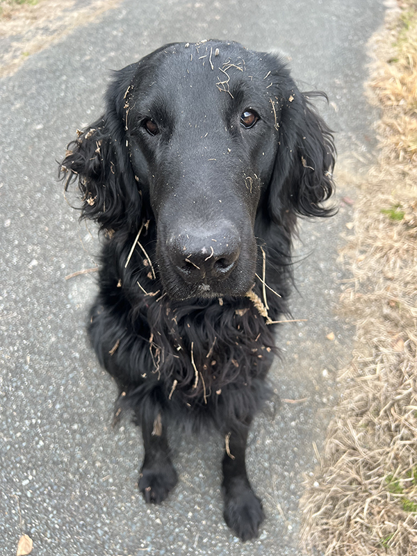 犬の写真