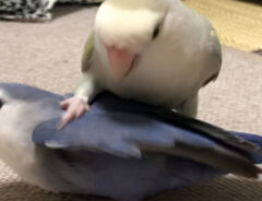 インコの写真