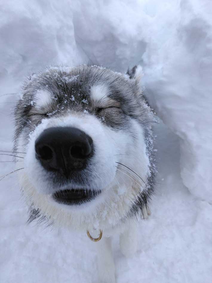 雪で遊ぶ犬