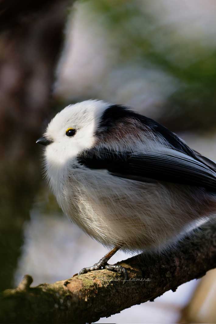 シマエナガの写真