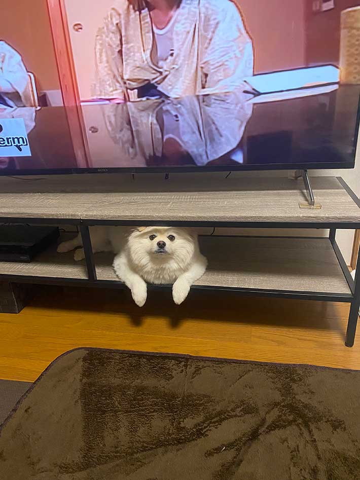 犬の画像