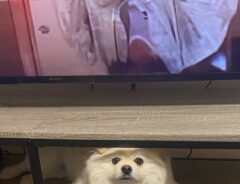 犬の画像