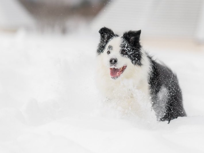 犬の写真