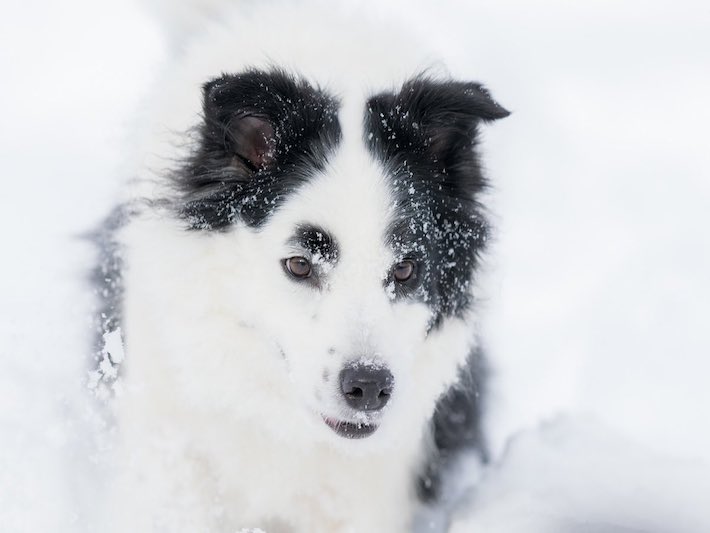 犬の写真