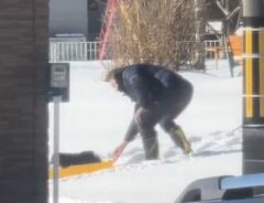 ソリ遊びをする男性と犬