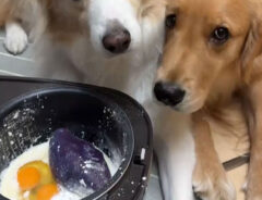 炊飯器で犬用ケーキ作りの動画画像