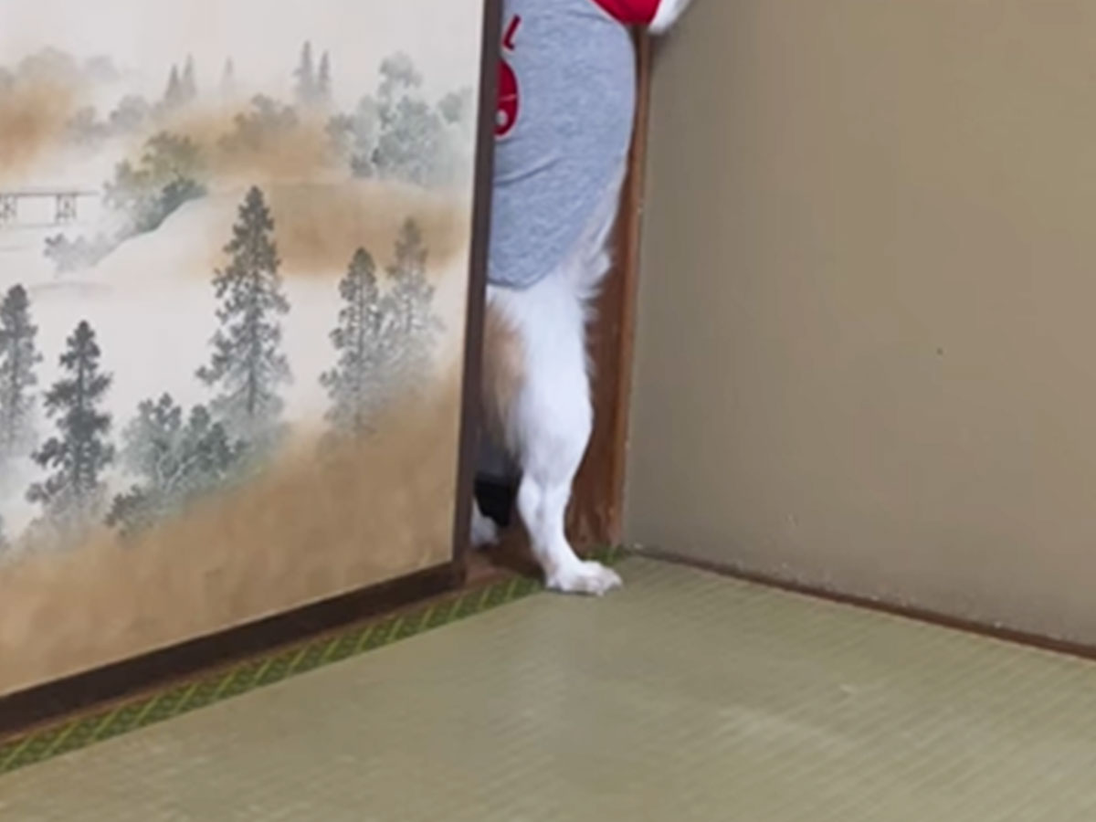 犬の写真