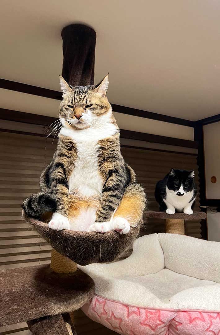 猫の画像