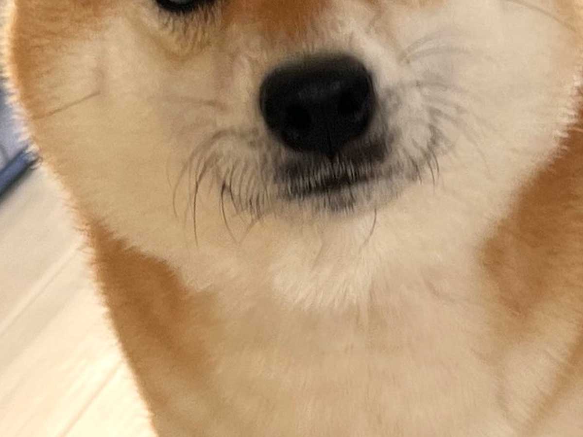 柴犬の写真