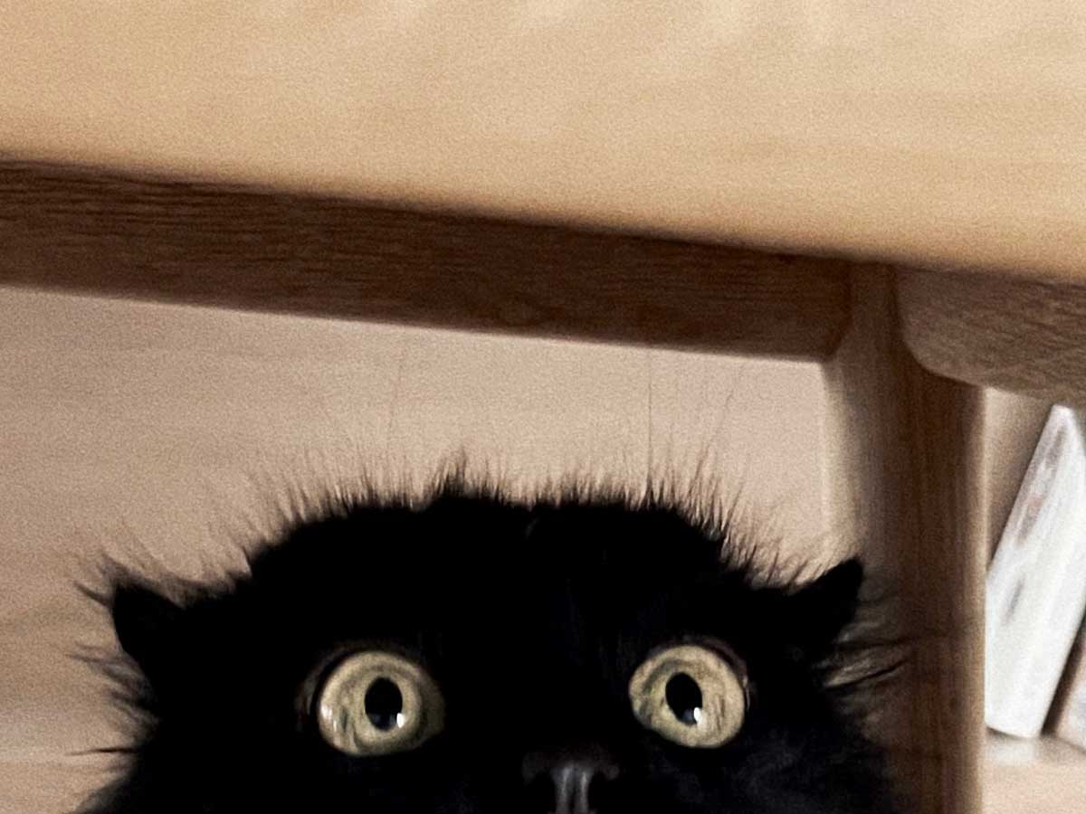 猫の写真