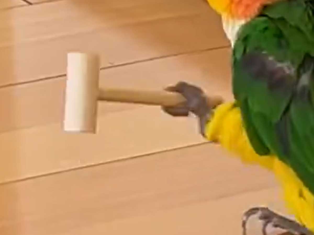 シロハラインコの写真