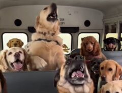 犬たちが乗ったバスの車内の写真