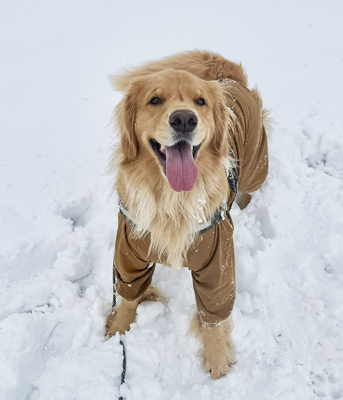 雪遊びをするゴールデンレトリバーの写真