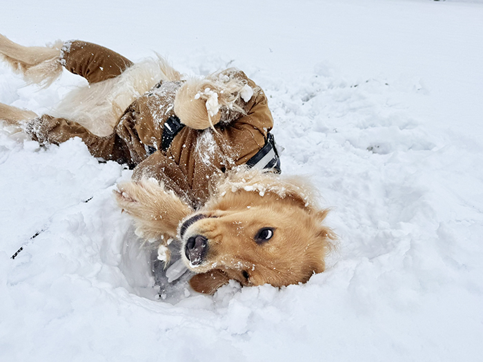 雪遊びをするゴールデンレトリバーの写真