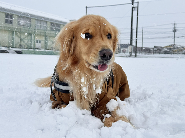 雪遊びをするゴールデンレトリバーの写真