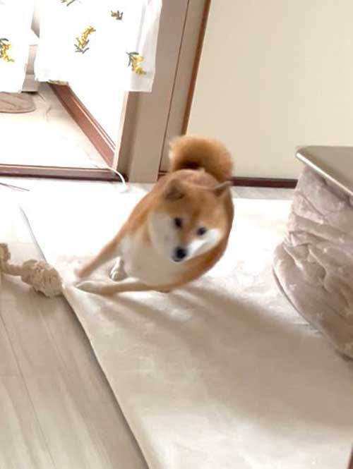 柴犬の写真