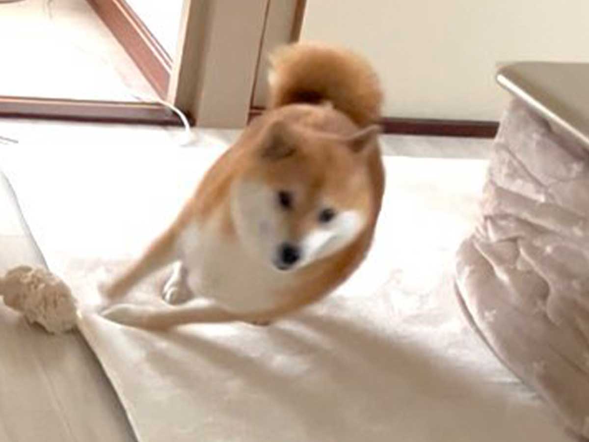 柴犬の写真