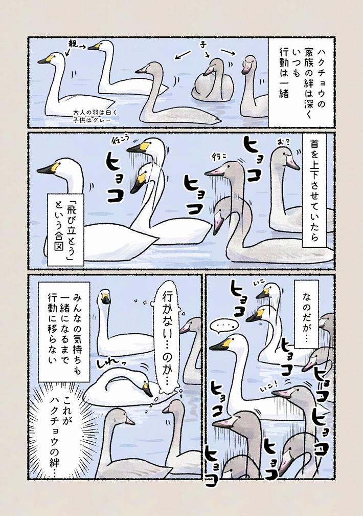 ハクチョウの漫画の画像