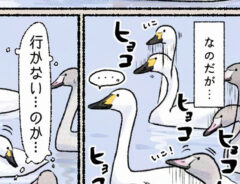 ハクチョウの漫画の画像