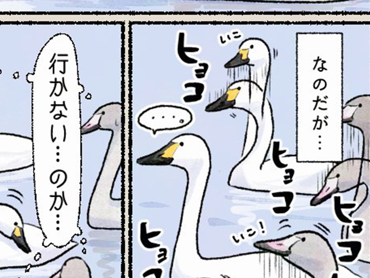 ハクチョウの漫画の画像