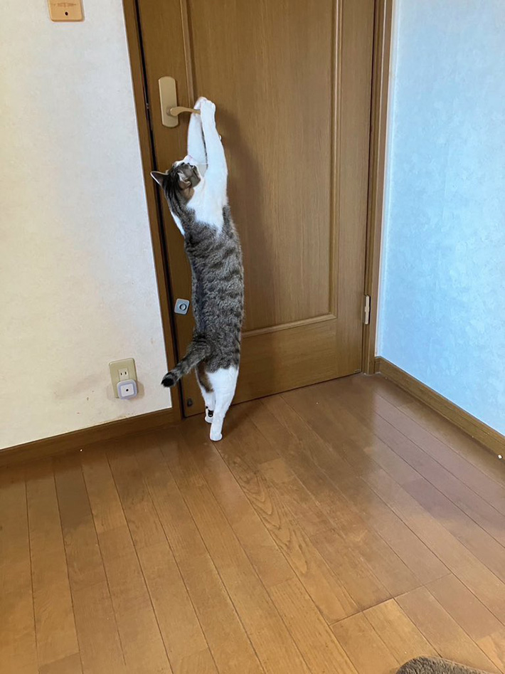 猫の写真