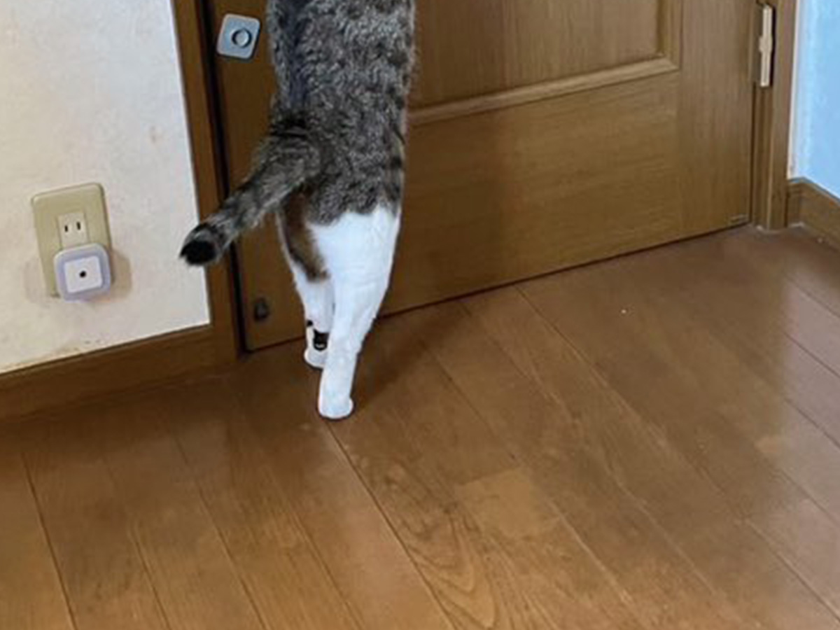 猫の写真