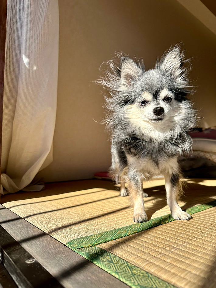 犬の写真