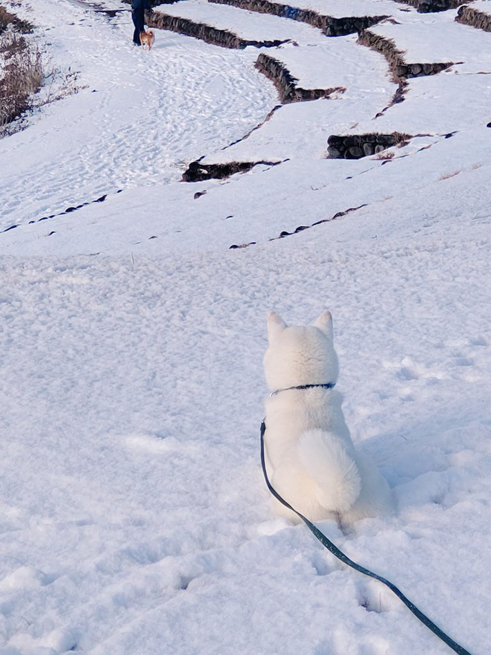 柴犬の写真