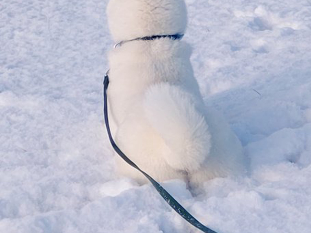 柴犬の写真