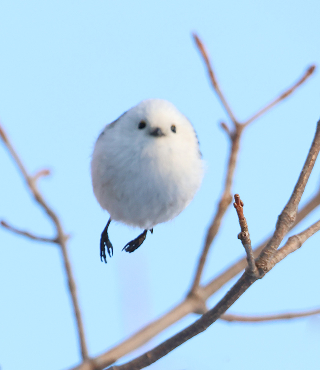 シマエナガの写真