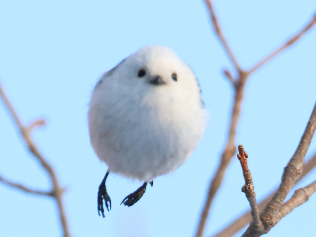 シマエナガの写真