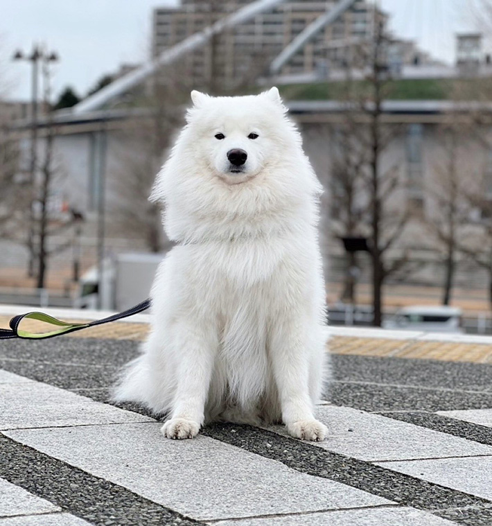 犬の写真