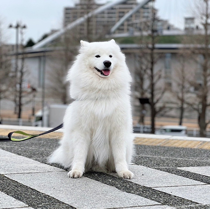 犬の写真