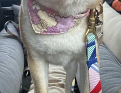 飼い主とドライブをする犬　行き先が病院だと悟ると…「５歳くらい年とった？」