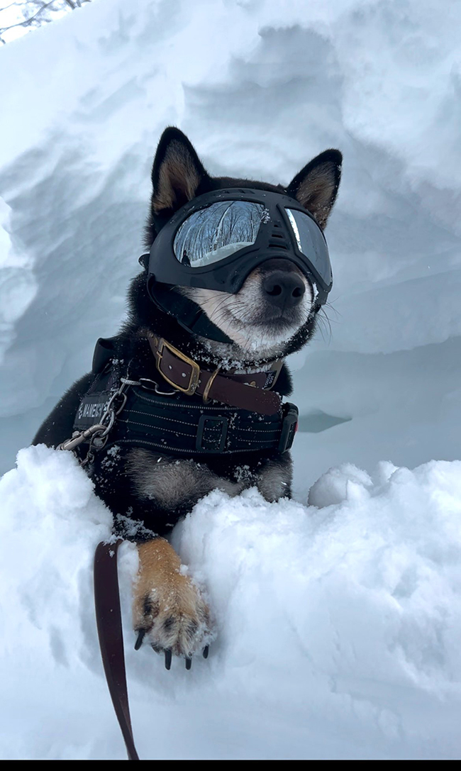 柴犬の写真