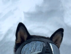 柴犬の写真