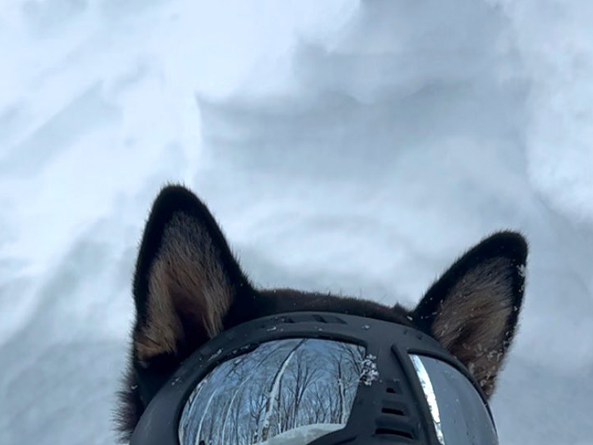 柴犬の写真