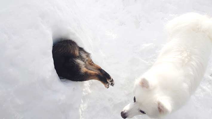 犬の画像