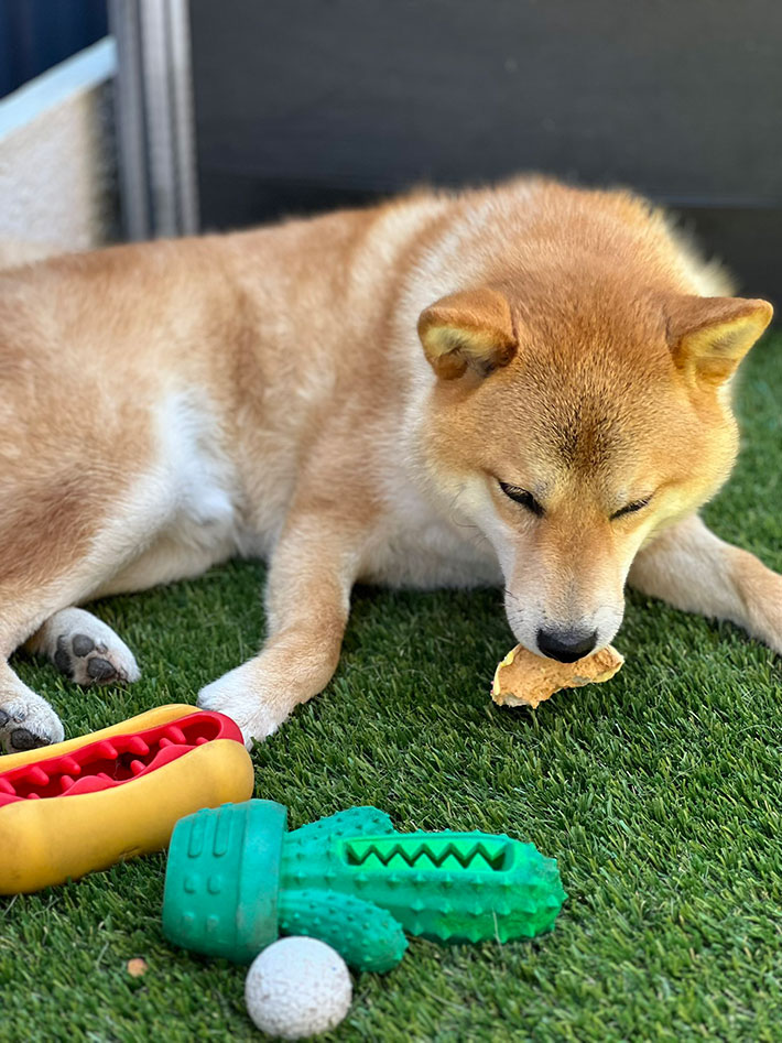 柴犬の写真