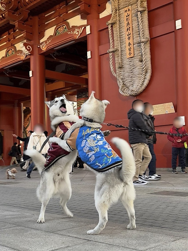 浅草にいるシベリアンハスキーの写真